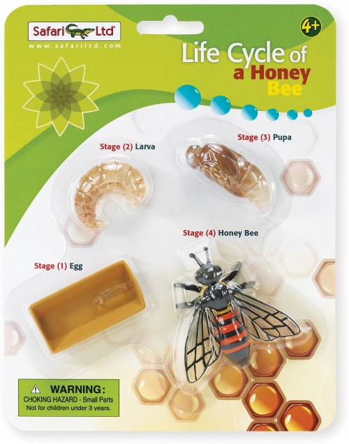 Safari Ltd Life Cycle Of A Honey Bee